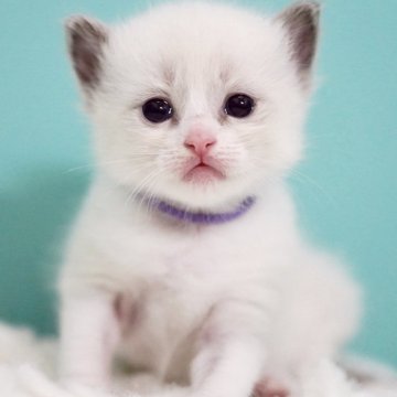 ラグドール【東京都・女の子・2025年6月10日・ブルーポイントバイカラー】の写真「親猫全頭/遺伝子検査『5項目クリア』親猫面会🆗」