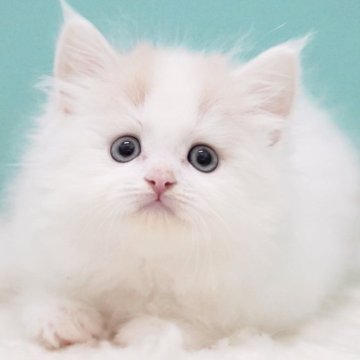 サイベリアン【東京都・男の子・2025年7月12日・クリーム&ホワイト】の写真「親猫全頭/遺伝子検査『5項目クリア』親猫面会🆗」