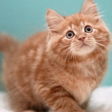 サイベリアン【東京都・男の子・2025年4月9日・レッドタビー】の写真「親猫全頭/遺伝子検査『5項目クリア』親猫面会🆗」