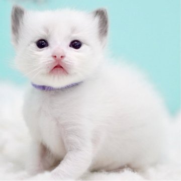 ラグドール【東京都・男の子・2025年10月7日・ブルーポイントバイカラー】の写真「親猫全頭/遺伝子検査『5項目クリア』親猫面会🆗」