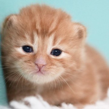 サイベリアン【東京都・男の子・2025年4月9日・レッドタビー】の写真「親猫全頭/遺伝子検査『5項目クリア』親猫面会🆗」