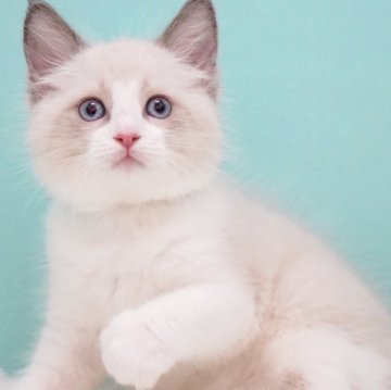 ラグドール【東京都・男の子・2025年6月10日・ブルーポイントバイカラー】の写真「親猫全頭/遺伝子検査『5項目クリア』親猫面会🆗」