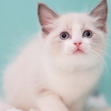 ラグドール【東京都・男の子・2025年6月5日・ブルーポイントバイカラー】の写真「親猫全頭/遺伝子検査『5項目クリア』親猫面会🆗」