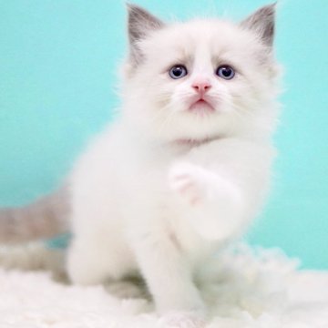 ラグドール【東京都・男の子・2025年10月7日・ブルーポイントバイカラー】の写真「親猫全頭/遺伝子検査『5項目クリア』親猫面会🆗」