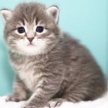 サイベリアン【東京都・男の子・2025年6月3日・ブルータビー&ホワイト】の写真「親猫全頭/遺伝子検査『5項目クリア』親猫面会🆗」