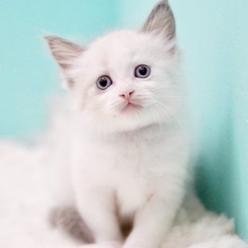 ラグドール【東京都・女の子・2025年9月26日・ブルーポイントバイカラー】の写真「親猫全頭/遺伝子検査『5項目クリア』親猫面会🆗」