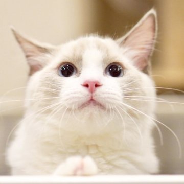 ラグドール【東京都・男の子・2025年6月5日・ブルーポイントバイカラー】の写真「ドジっ子甘えん坊😂💕先住さん🐈‍⬛🐕🆗」