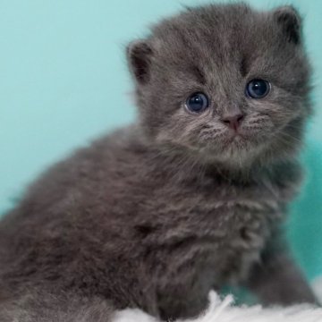 サイベリアン【東京都・男の子・2025年6月30日・ブルー】の写真「親猫全頭/遺伝子検査『5項目クリア』親猫面会🆗」
