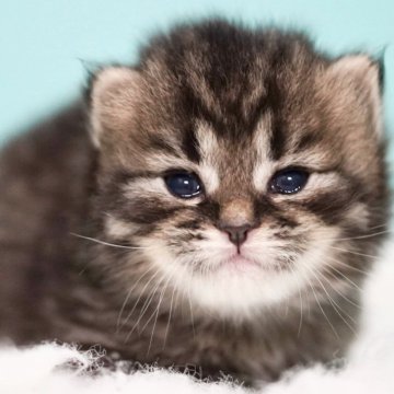 サイベリアン【東京都・男の子・2025年4月9日・ブラウンタビー&ホワイト】の写真「親猫全頭/遺伝子検査『5項目クリア』親猫面会🆗」