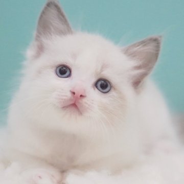 ラグドール【東京都・男の子・2025年6月5日・ブルーポイントバイカラー】の写真「親猫全頭/遺伝子検査『5項目クリア』親猫面会🆗」