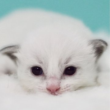 ラグドール【東京都・男の子・2024年12月9日・ブルーポイントバイカラー】の写真「親猫全頭/遺伝子検査『5項目クリア』親猫面会🆗」