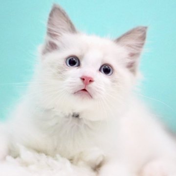 ラグドール【東京都・男の子・2025年9月26日・ブルーポイントバイカラー】の写真「親猫全頭/遺伝子検査『5項目クリア』親猫面会🆗」