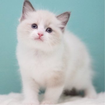 ラグドール【東京都・男の子・2025年8月3日・ブルーポイントバイカラー】の写真「親猫全頭/遺伝子検査『5項目クリア』親猫面会🆗」