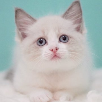 ラグドール【東京都・女の子・2025年6月5日・ブルーポイントバイカラー】の写真「親猫全頭/遺伝子検査『5項目クリア』親猫面会🆗」