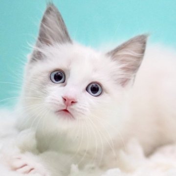 ラグドール【東京都・男の子・2025年9月26日・ブルーポイントバイカラー】の写真「親猫全頭/遺伝子検査『5項目クリア』親猫面会🆗」