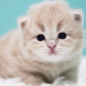 サイベリアン【東京都・女の子・2025年4月16日・クリームタビー&ホワイト】の写真「親猫全頭/遺伝子検査『5項目クリア』親猫面会🆗」