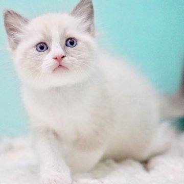 ラグドール【東京都・男の子・2025年10月4日・ブルーポイントバイカラー】の写真「親猫全頭/遺伝子検査『5項目クリア』親猫面会🆗」