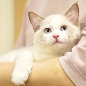 ラグドール【東京都・女の子・2025年6月5日・ブルーポイントバイカラー】の写真「ぽわん顔☺️控えめ🌸甘えん坊な癒しガール🐾💕」