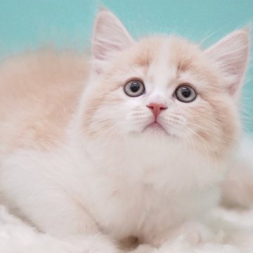 サイベリアン【東京都・女の子・2025年7月25日・クリーム&ホワイト】の写真「親猫全頭/遺伝子検査『5項目クリア』親猫面会🆗」