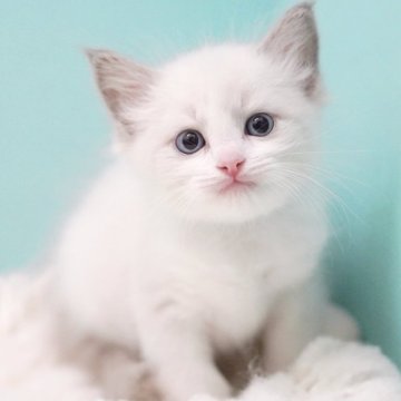 ラグドール【東京都・女の子・2025年9月22日・ブルーポイントバイカラー】の写真「親猫全頭/遺伝子検査『5項目クリア』親猫面会🆗」