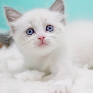 ラグドール【東京都・女の子・2025年9月26日・ブルーポイントバイカラー】の写真「親猫全頭/遺伝子検査『5項目クリア』親猫面会🆗」