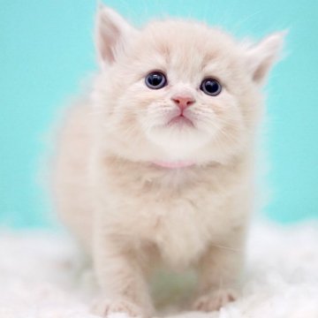 サイベリアン【東京都・男の子・2025年11月14日・クリームタビー&ホワイト】の写真「親猫全頭/遺伝子検査『5項目クリア』親猫面会🆗」