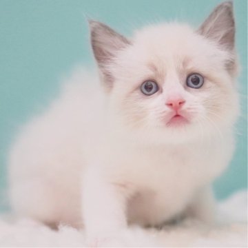 ラグドール【東京都・女の子・2025年6月10日・ブルーポイントバイカラー】の写真「親猫全頭/遺伝子検査『5項目クリア』親猫面会🆗」
