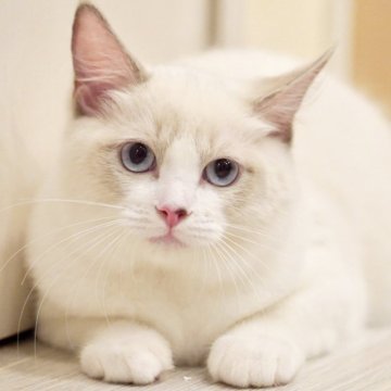 ラグドール【東京都・女の子・2025年6月5日・ブルーポイントバイカラー】の写真「まんまる顔🐱おっとり癒し系🧸落ち着き満点🍀」