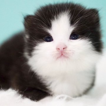 サイベリアン【東京都・男の子・2025年4月9日・ブラック&ホワイト】の写真「親猫全頭/遺伝子検査『5項目クリア』親猫面会🆗」