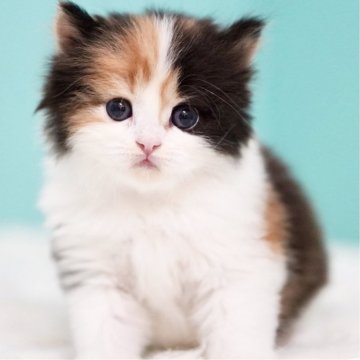 サイベリアン【東京都・女の子・2025年3月29日・キャリコ】の写真「親猫全頭/遺伝子検査『5項目クリア』親猫面会🆗」