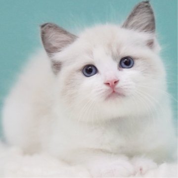 ラグドール【東京都・男の子・2025年8月3日・ブルーポイントバイカラー】の写真「親猫全頭/遺伝子検査『5項目クリア』親猫面会🆗」