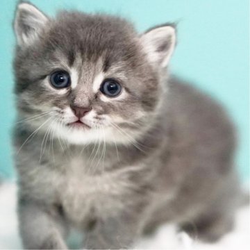 サイベリアン【東京都・男の子・2025年6月3日・ブルータビー&ホワイト】の写真「親猫全頭/遺伝子検査『5項目クリア』親猫面会🆗」