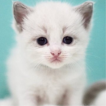 ラグドール【東京都・女の子・2025年6月5日・ブルーポイントバイカラー】の写真「親猫全頭/遺伝子検査『5項目クリア』親猫面会🆗」