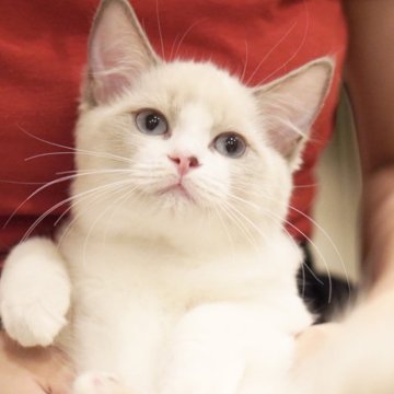 ラグドール【東京都・女の子・2025年6月5日・ブルーポイントバイカラー】の写真「まんまる顔🐱おっとり癒し系🧸落ち着き満点🍀」