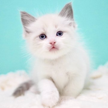 ラグドール【東京都・男の子・2025年10月7日・ブルーポイントバイカラー】の写真「親猫全頭/遺伝子検査『5項目クリア』親猫面会🆗」