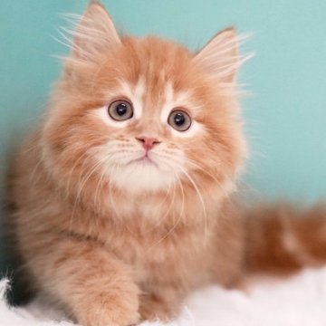 サイベリアン【東京都・男の子・2025年4月16日・レッドタビー&ホワイト】の写真「親猫全頭/遺伝子検査『5項目クリア』親猫面会🆗」