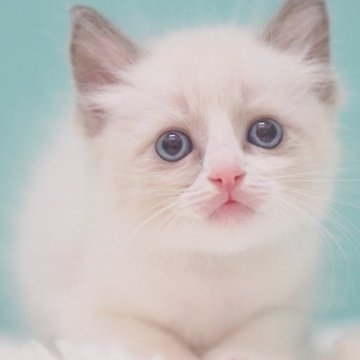 ラグドール【東京都・男の子・2025年6月10日・ブルーポイントバイカラー】の写真「親猫全頭/遺伝子検査『5項目クリア』親猫面会🆗」