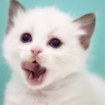 ラグドール【東京都・男の子・2025年3月31日・シールポイントバイカラー】の写真「親猫全頭/遺伝子検査『5項目クリア』親猫面会🆗」