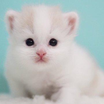 サイベリアン【東京都・男の子・2025年7月12日・クリーム&ホワイト】の写真「親猫全頭/遺伝子検査『5項目クリア』親猫面会🆗」