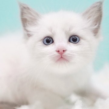 ラグドール【東京都・女の子・2025年9月22日・ブルーポイントバイカラー】の写真「親猫全頭/遺伝子検査『5項目クリア』親猫面会🆗」