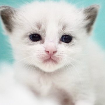ラグドール【東京都・男の子・2025年6月5日・ブルーポイントバイカラー】の写真「親猫全頭/遺伝子検査『5項目クリア』親猫面会🆗」