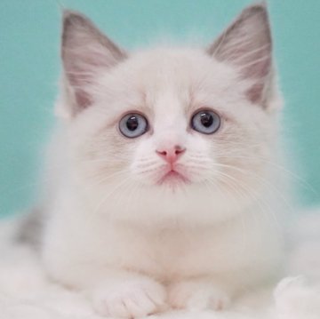 ラグドール【東京都・女の子・2025年6月5日・ブルーポイントバイカラー】の写真「親猫全頭/遺伝子検査『5項目クリア』親猫面会🆗」