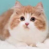 サイベリアン