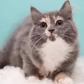 サイベリアン