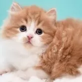 サイベリアン