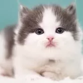 サイベリアン