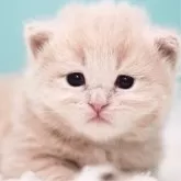 サイベリアン