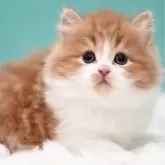 サイベリアン