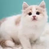 サイベリアン