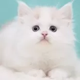 サイベリアン